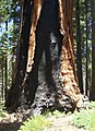 Franklin tree, Giant Forest Grove, Sequoia National Park