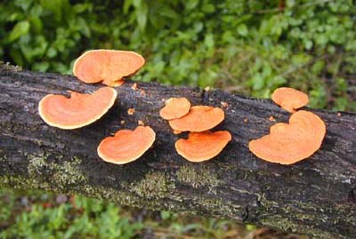 A bracket fungus (Pycnoporus sp.) with a tough, woody cap