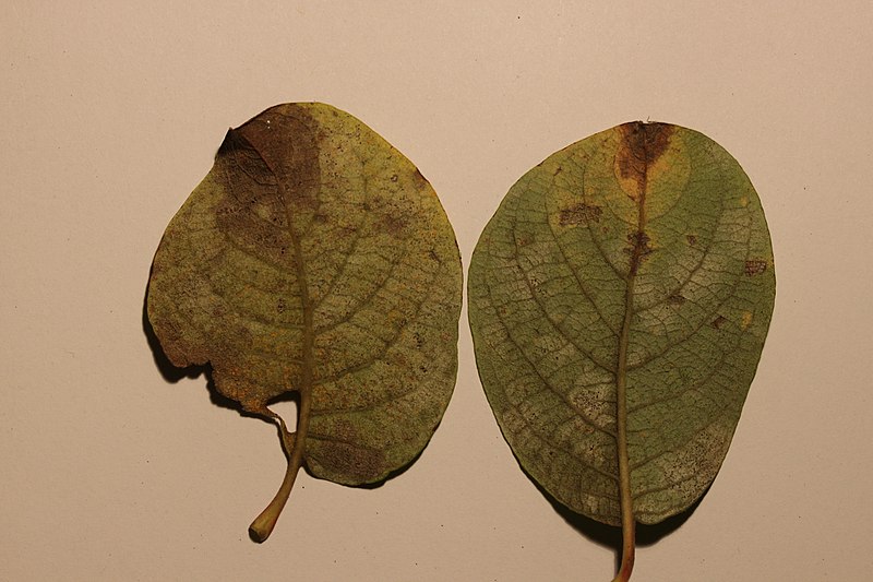 File:Fungi on Salix sp. (38846099001).jpg