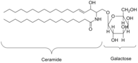 Thumbnail for Galactosylceramide