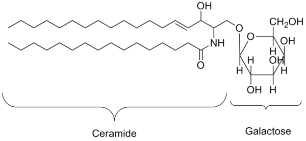 A galactocerebroside Galactoceramide.png