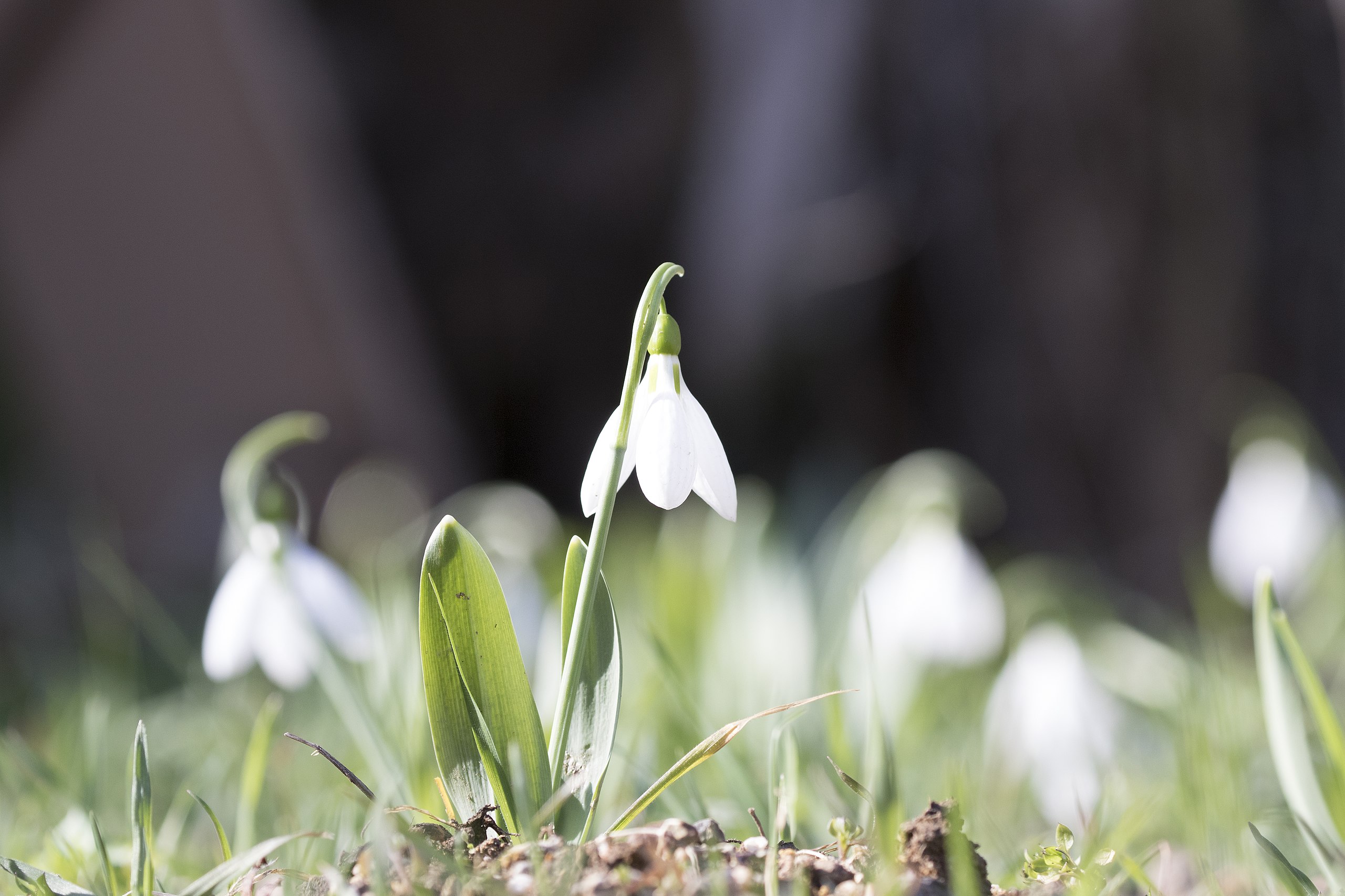 Snowdrops acknowledge the arrival of Swedish spring. (Photo: Zeynel Cebeci/CC BY-SA 4.0)