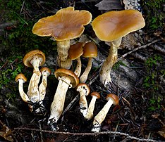 Eine Gruppe von etwa einem Dutzend rotbrauner Pilze sammelte sich und wuchs aus einem verfallenden Stück Holz, das mit Moos bedeckt war. Zu sehen sind die Kiemen an der Unterseite der Kappen sowie ein kleiner Gewebering in der oberen Hälfte bis zum Drittel der weißlich-braunen Stängel. Unter den größeren Pilzen sind etwa ein Dutzend Miniaturversionen der größeren Pilze mit halbkugelförmigen Kappen sichtbar, bei denen die Kiemen nicht freigelegt sind.