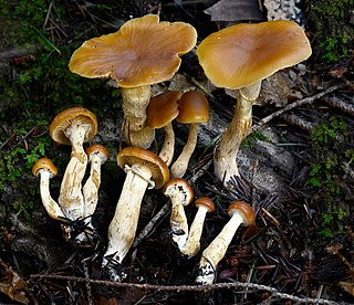 <i>Galerina marginata</i> Poisonous fungus in the family Hymenogastraceae