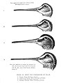 English: Heads of Snipe for comparison of bills. 1. Pintail Snipe (Gallinago stenura) = Pintail Snipe (Gallinago stenura) 2. Common or Fantail Snipe (Gallinago gallinago) = Common Snipe (Gallinago gallinago) 3. Wood Snipe (Gallinago nemoricola) = Wood Snipe (Gallinago nemoricola) 4. Eastern Solitary Snipe (Gallinago solitaria) = Solitary Snipe (Gallinago solitaria) Français : Têtes de bécassine pour comparaison des becs. 1. Pintail Snipe (Gallinago stenura) = Bécassine à queue pointue (Gallinago stenura) 2. Common or Fantail Snipe (Gallinago gallinago) = Bécassine des marais (Gallinago gallinago) 3. Wood Snipe (Gallinago nemoricola) = Bécassine des bois (Gallinago nemoricola) 4. Eastern Solitary Snipe (Gallinago solitaria) = Bécassine solitaire (Gallinago solitaria)