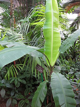 <i>Musa gracilis</i> Species of flowering plant