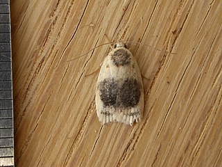 <i>Garrha ocellifera</i> Species of moth