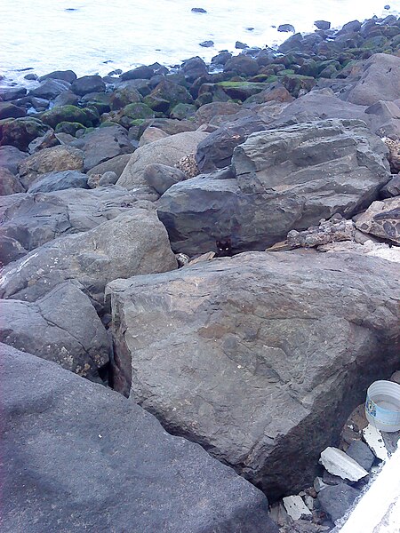 File:Gatos de la Avenida Marítima de Las Palmas de Gran Canaria 2.jpg