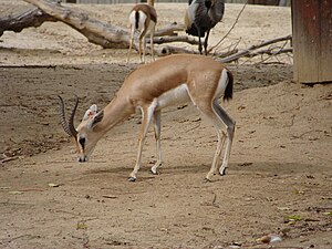 Linh Dương Gazelle