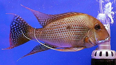 Geophagus