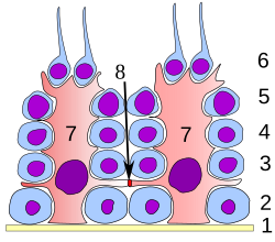 Germinal epithelium testicle.svg