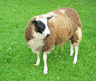 <span class="mw-page-title-main">Calico sheep</span>