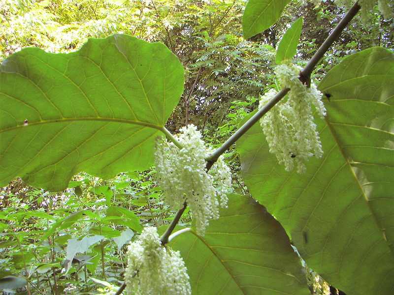 File:GiantKnotweed056.jpg