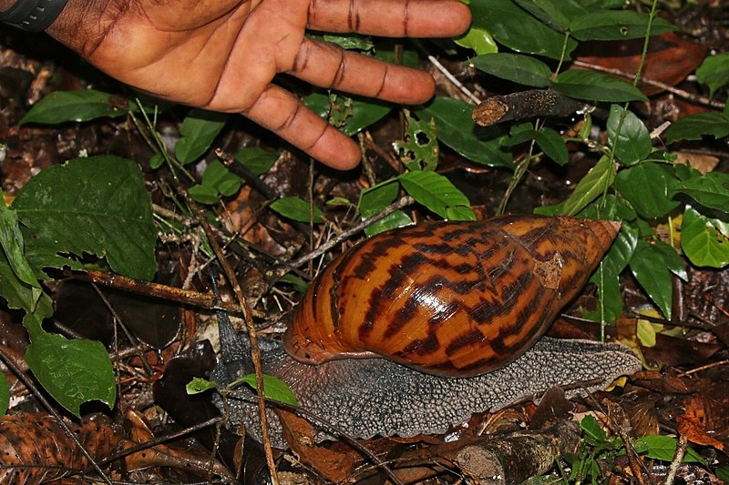 File:Giant tiger land snail (Achatina achatina) with hand.jpg