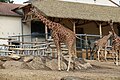 * Nomination Giraffes (Giraffa camelopardalis) at zooParc in Beauval (Saint-Aignan, Loir-et-Cher, France). --Gzen92 06:22, 20 September 2019 (UTC) * Promotion  Support Good quality. --Ermell 10:54, 20 September 2019 (UTC)