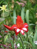 Miniatura para Gladiolus cardinalis