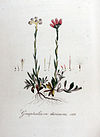 Gnaphalium dioicum — Flora Batava — Volume v8.jpg