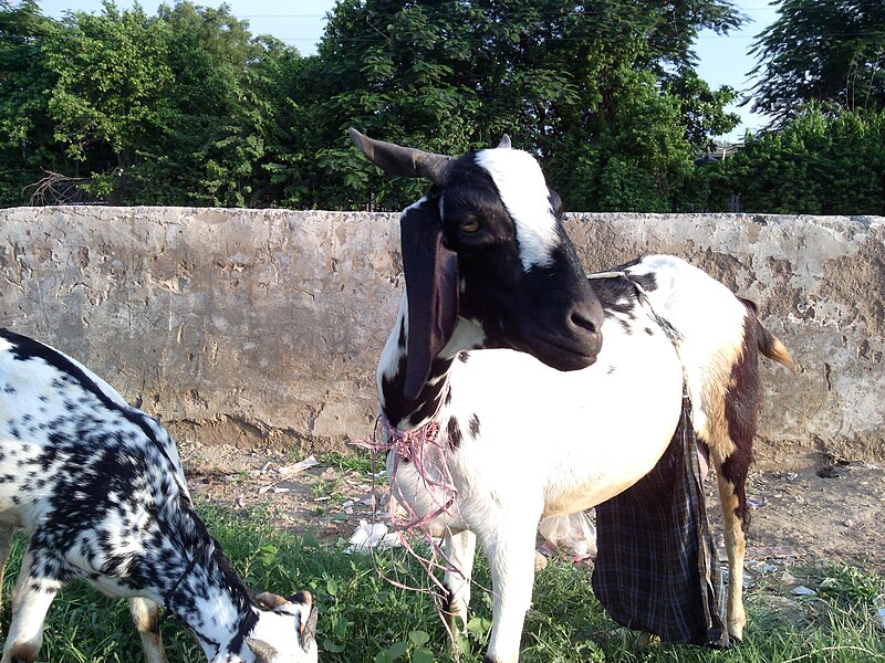 File:Goat in a field.jpg