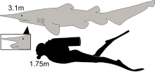 Goblin shark - Wikipedia goblin shark diagram 