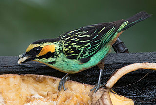 Golden-eared tanager Species of bird