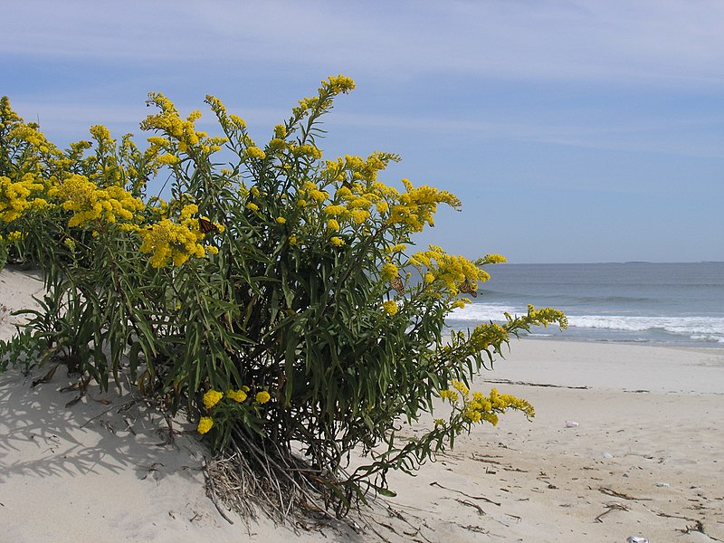 File:Goldenrod on Hampton Beach (5230035428).jpg