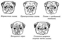 Распространение породы мопс в России