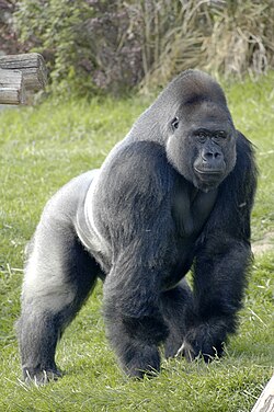 Zapadna gorila (Gorilla gorilla)