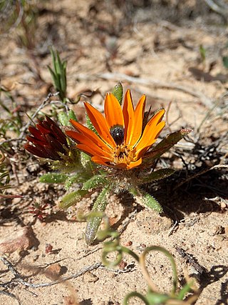 <i>Gorteria</i> Genus of plants