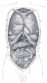 Предњи поглед на торакалне и трбушне део утробе: а. средишња раван. б. сагитална раван ц. интертуберкуларна раван д. субребарна раван и. транспилорична раван.