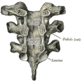 Arcos vertebrales de tres vértebras torácicas