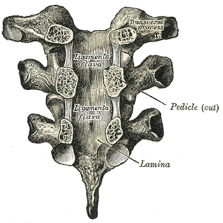 Ligamenta flava Ligaments connecting the laminae of adjacent vertebrae