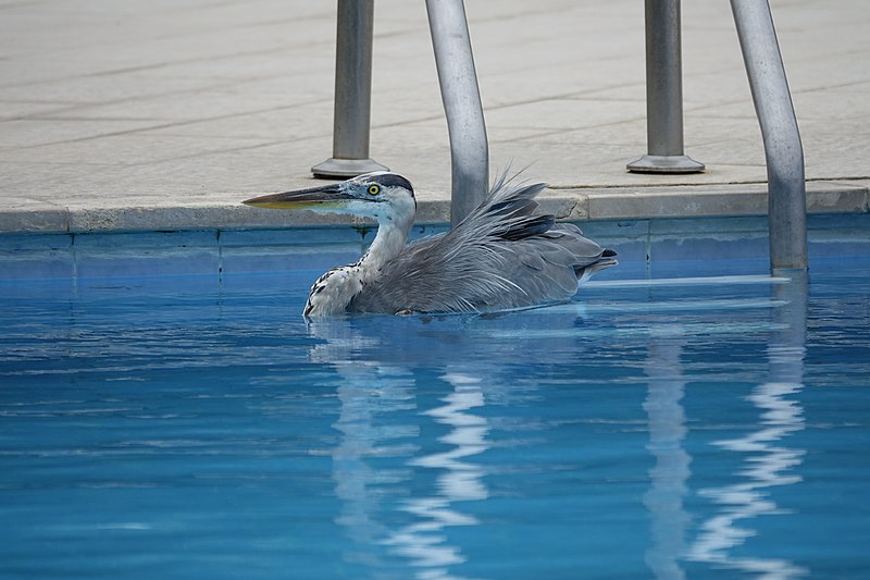 File:Great Blue Heron (at the pool) (47754648152).jpg
