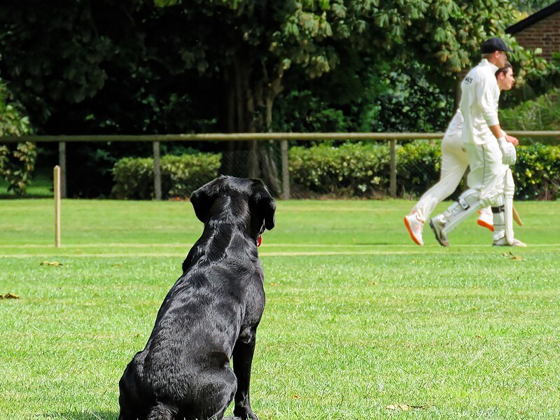 File:Great Canfield CC President's XI v Chairman's XI at Great Canfield, Essex 101.jpg