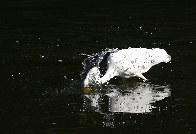 File:Great Egret strikes for a Fish n.jpg