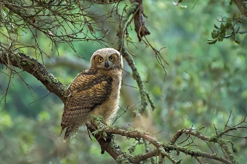 File:Great Horned Owl (juvenile) (28706055697).jpg