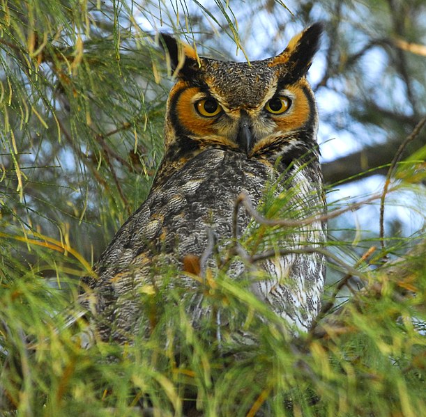 File:Great Horned Owl at Fort DeSoto - Flickr - Andrea Westmoreland.jpg