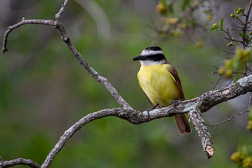 Great Kiskadee, Blucher Park