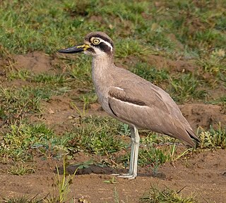 <span class="mw-page-title-main">Great stone-curlew</span> Species of bird