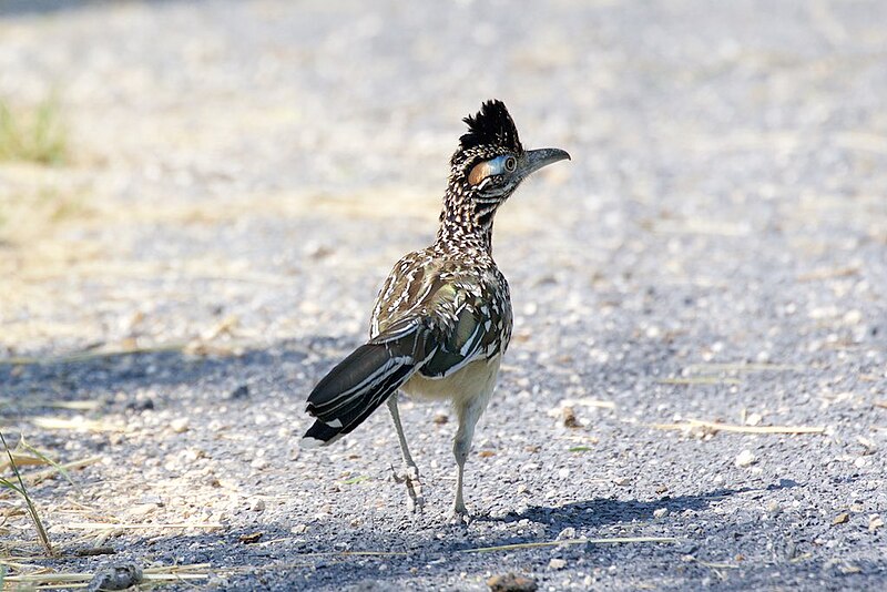 File:Greater Roadrunner-Bentsen-Rio Grande SP-TX - 2015-05-09at10-17-501 (21420641440).jpg