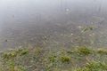 English: Flooded Pasture (Stream: Schwarza) between Crainfeld and Grebenhain, Hesse, Germany