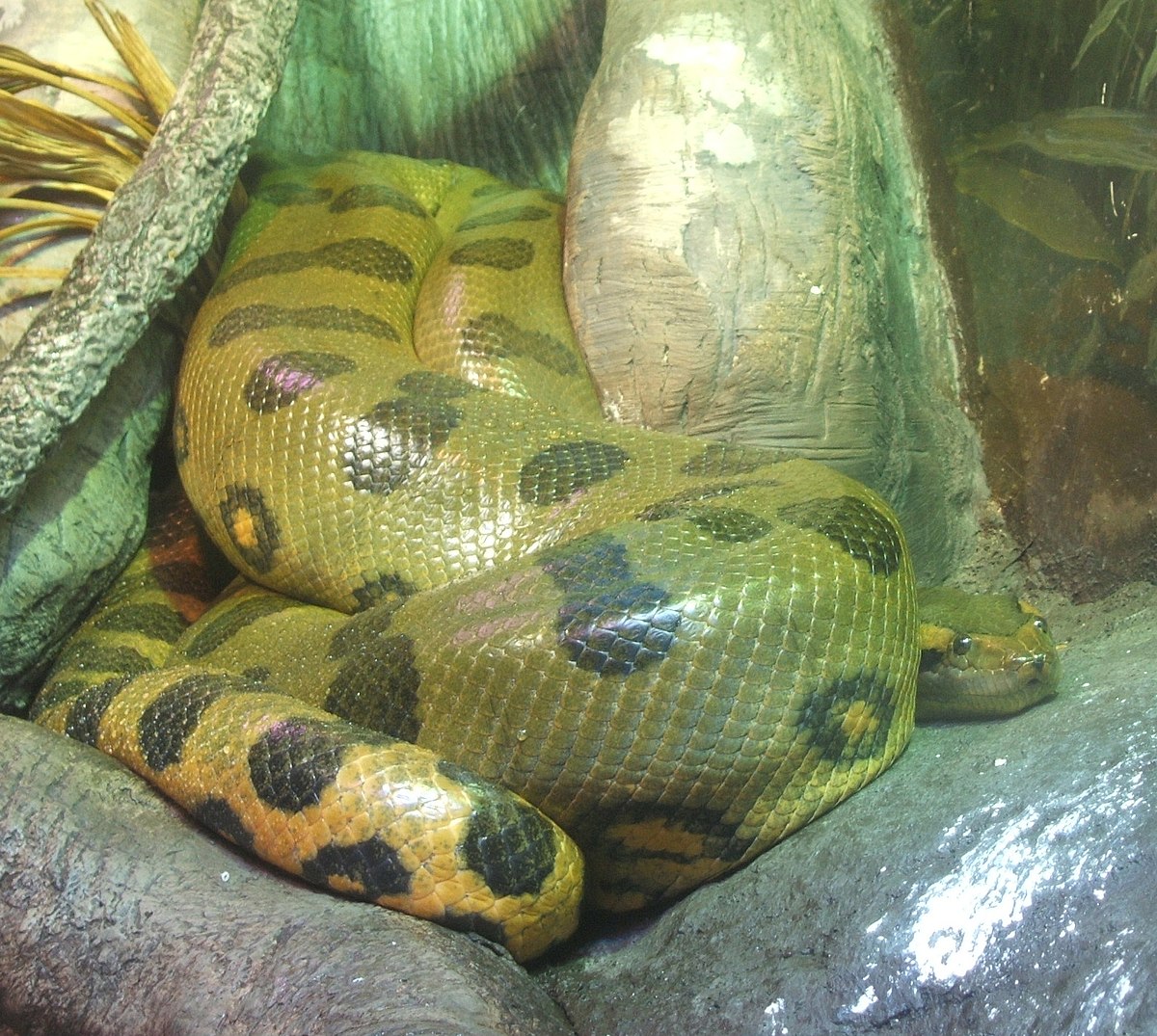 Anaconda Wikipedia