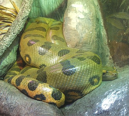 Green Anaconda Wikiwand