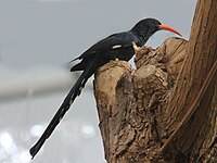 Woodhoopoe, Green Phoeniculus purpureus