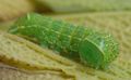 Green caterpillar.jpg