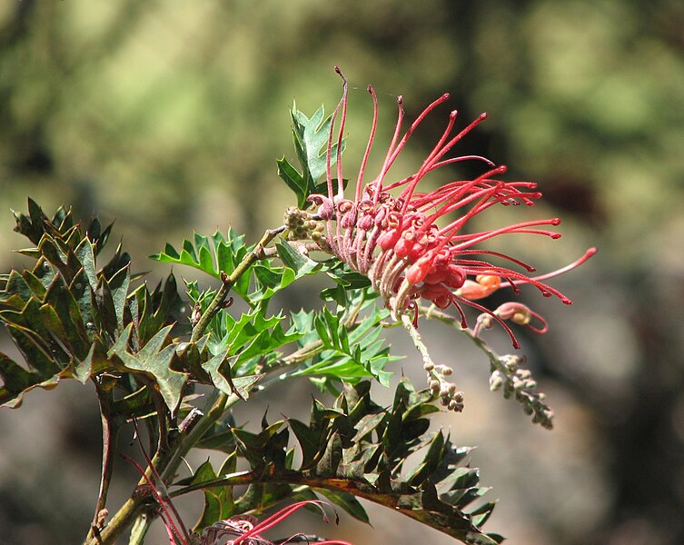 File:Grevillea bipinnatifida.jpg