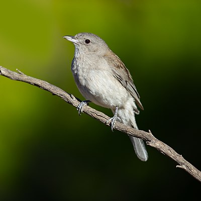 Grey Shrikethrush