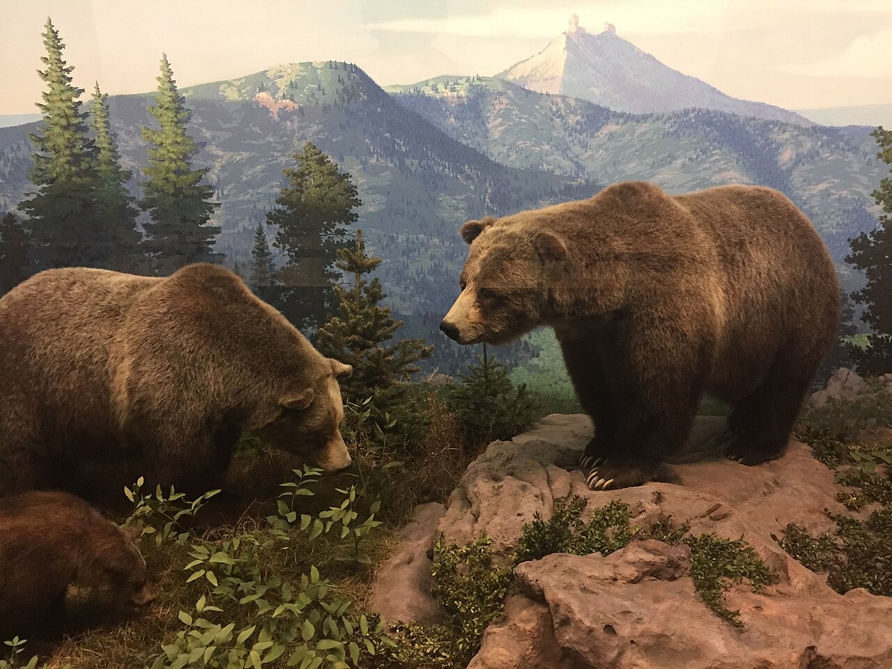1280px-Grizzly_Bears%2C_Denver_Museum_of_Nature_and_Science.jpg