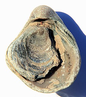 <i>Gryphaea dilatata</i> Extinct species of bivalve