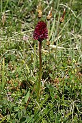 Nigritella runei Gymnadenia runei