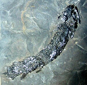 Fossil of Gyroptychius agassizi